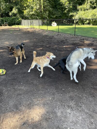 Dog Park - Airmont, NY