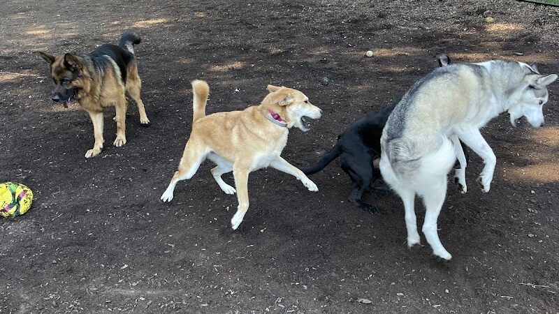 Dog Park - Airmont, NY