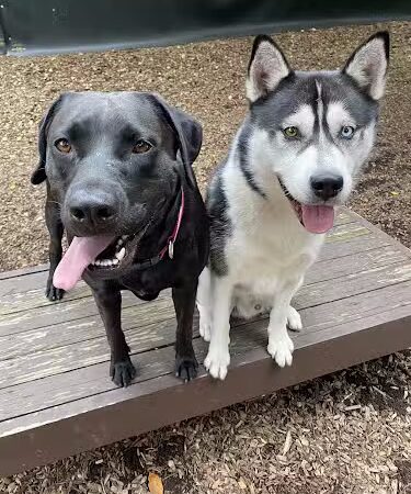 Dog Park - Airmont, NY