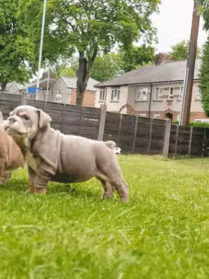 Akc Registered English bulldog puppies and French bulldog puppies for sale - ,