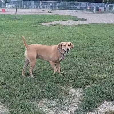 BARC - Akron Dog Park - Akron,