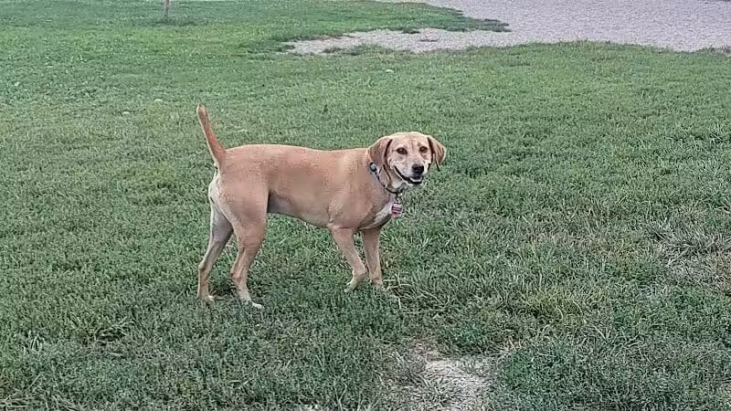 BARC - Akron Dog Park - Akron,