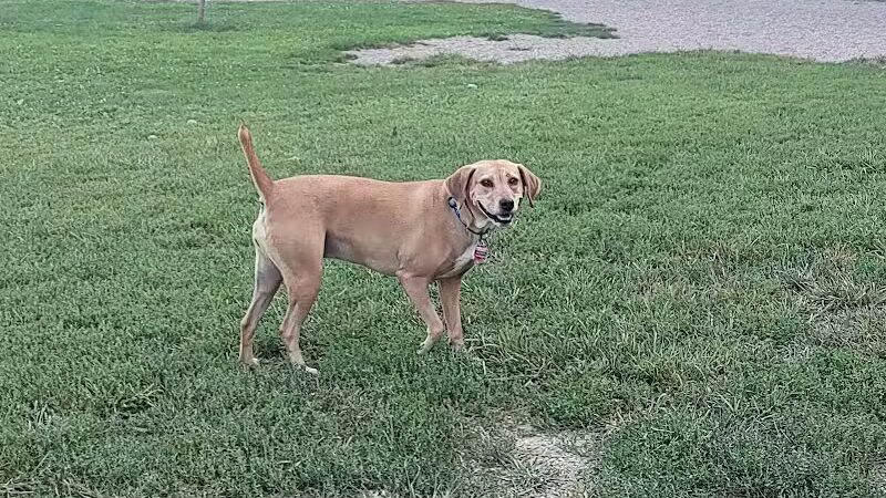 BARC - Akron Dog Park - Akron,