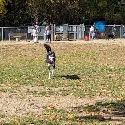 BARC - Akron Dog Park - Akron,