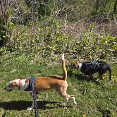BARC - Akron Dog Park - Akron,