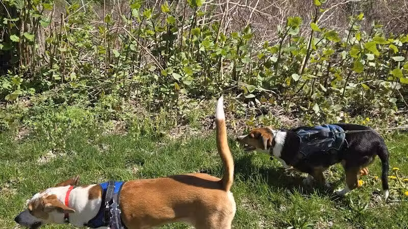 BARC - Akron Dog Park - Akron,