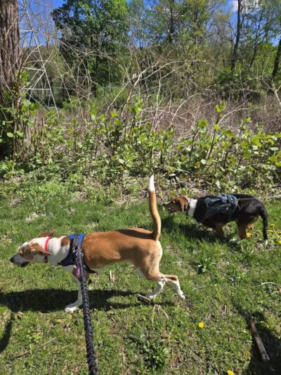 BARC - Akron Dog Park - Akron,