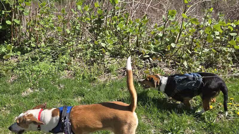 BARC - Akron Dog Park - Akron,