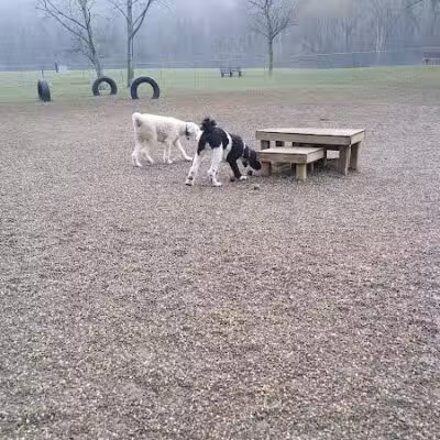 BARC - Akron Dog Park - Akron,