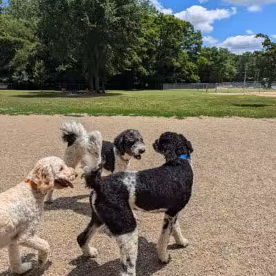 BARC - Akron Dog Park - Akron,