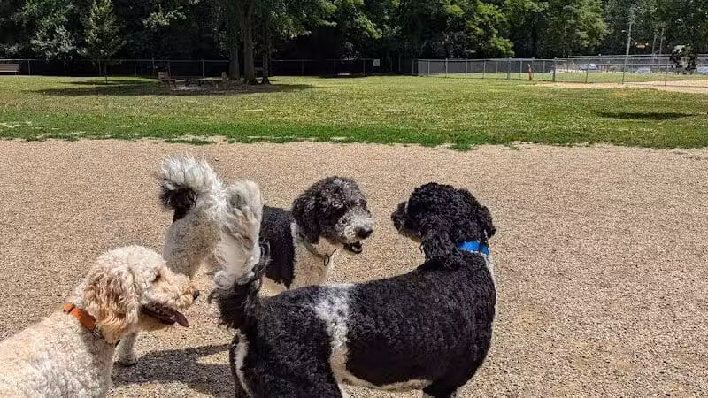 BARC - Akron Dog Park - Akron,