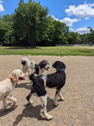 BARC - Akron Dog Park - Akron,