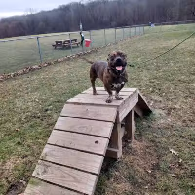 BARC - Akron Dog Park - Akron,