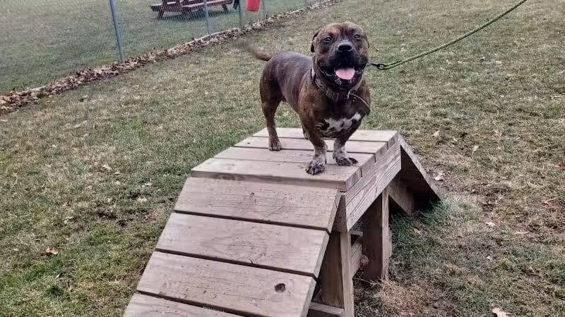 BARC - Akron Dog Park - Akron,