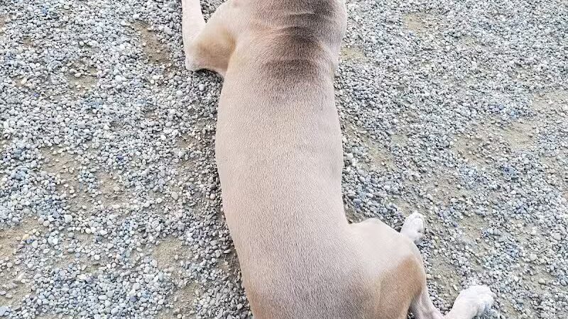 BARC - Akron Dog Park - Akron,