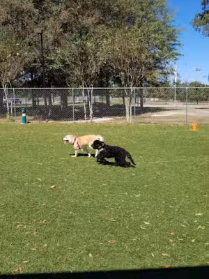 Beneful Dream Dog Park - Alabaster, AL