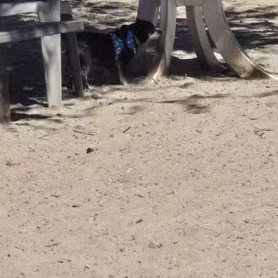 Alameda Dog Park - Alameda, CA