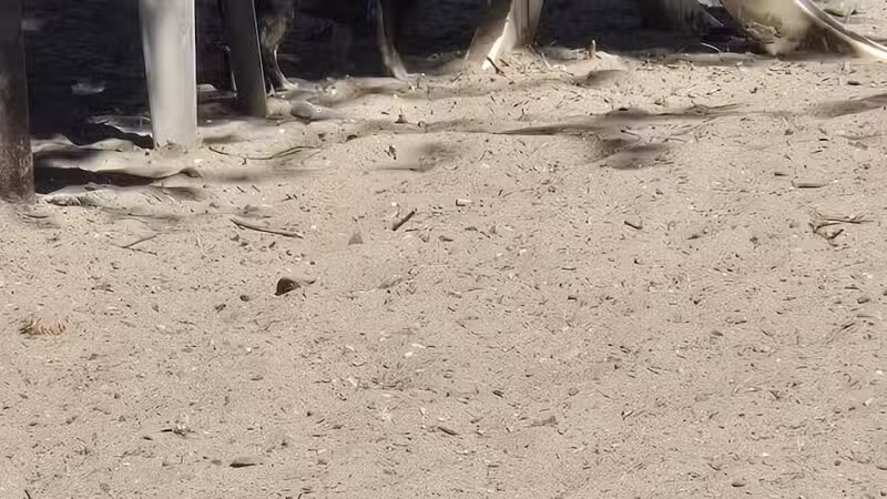 Alameda Dog Park - Alameda, CA