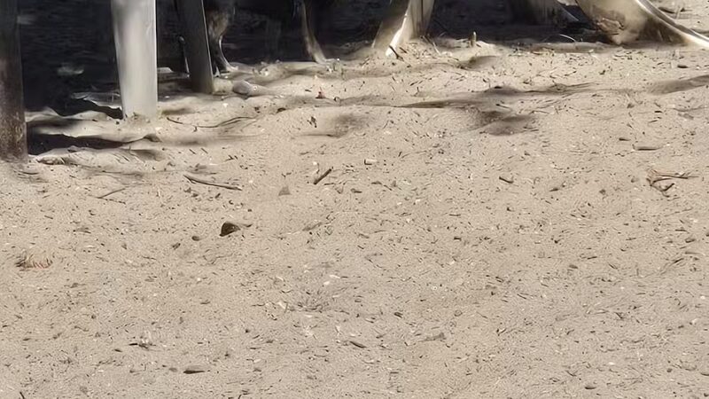 Alameda Dog Park - Alameda, CA