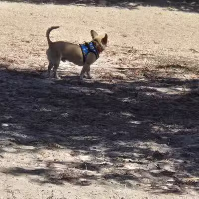 Alameda Dog Park - Alameda, CA
