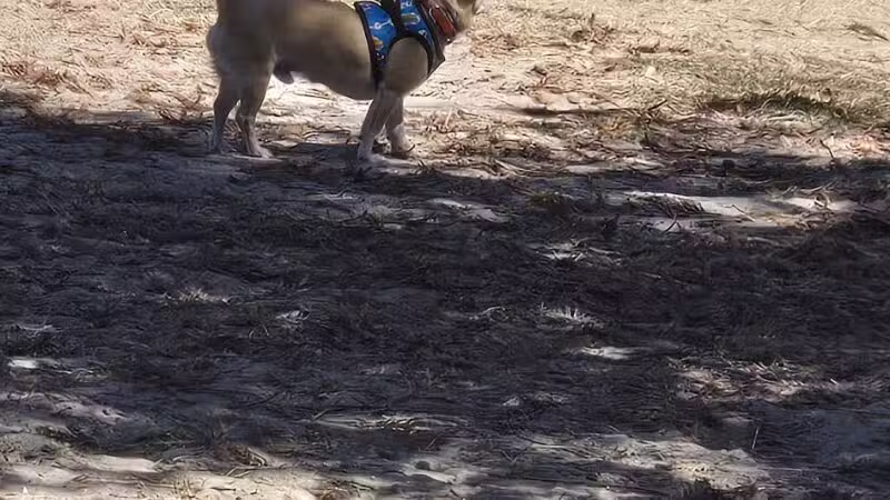 Alameda Dog Park - Alameda, CA
