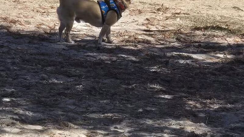 Alameda Dog Park - Alameda, CA