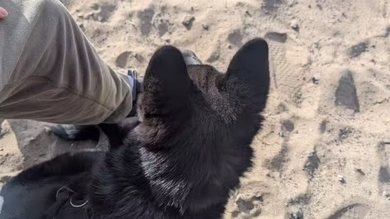 Alameda Dog Park - Alameda, CA