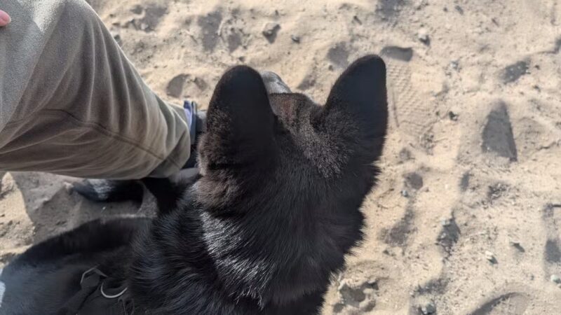 Alameda Dog Park - Alameda, CA