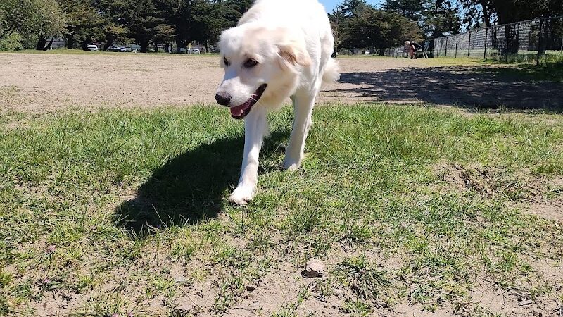 Alameda Dog Park - Alameda, CA