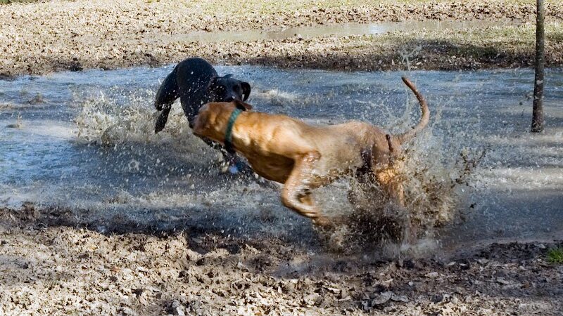 Alameda Dog Park - Alameda, CA