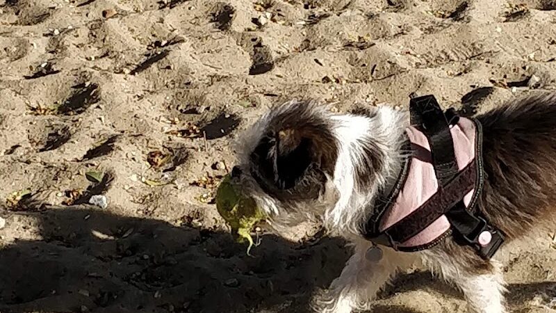 Alameda Dog Park - Alameda, CA
