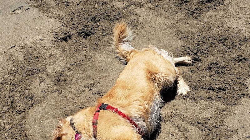 Alameda Dog Park - Alameda, CA