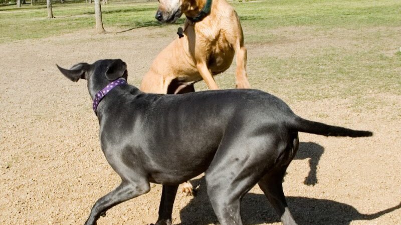 Alameda Dog Park - Alameda, CA