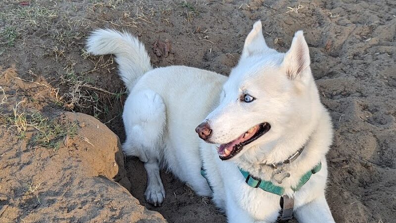 Alameda Dog Park - Alameda, CA