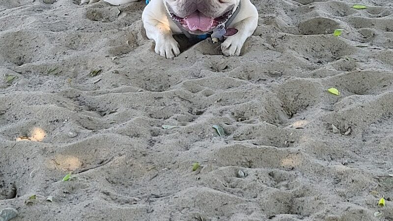 Alameda Dog Park - Alameda, CA
