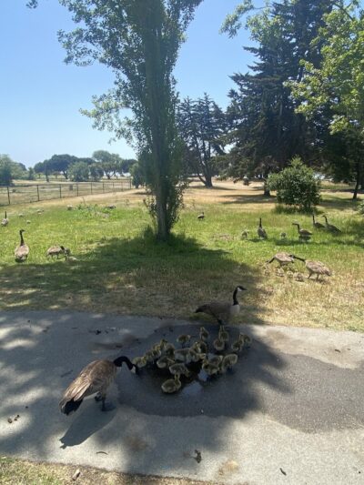 Crab Cove Duck Pond - Alameda, CA