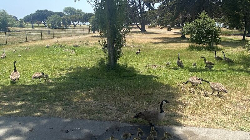 Crab Cove Duck Pond - Alameda, CA