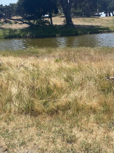 Crab Cove Duck Pond - Alameda, CA