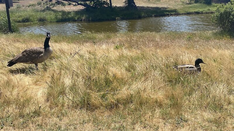 Crab Cove Duck Pond - Alameda, CA