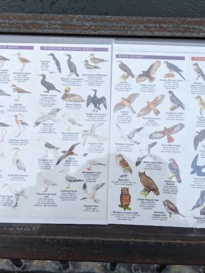 Crab Cove Duck Pond - Alameda, CA