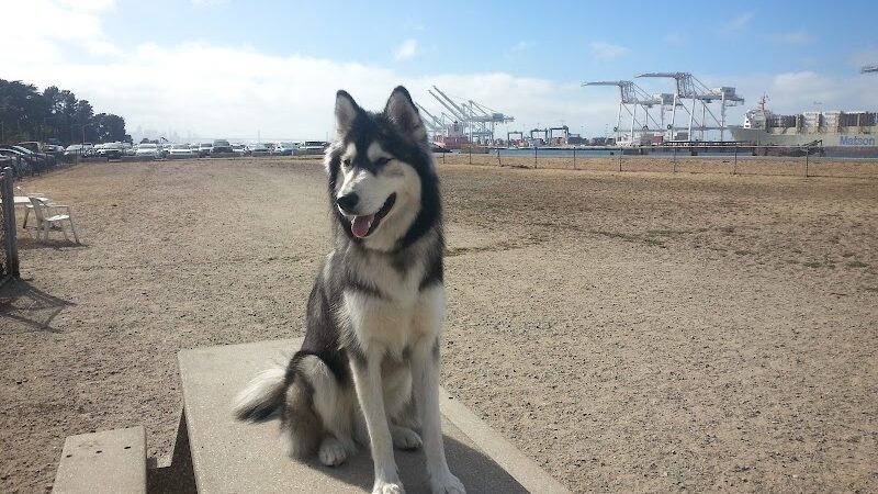 Main Street Dog Park - Alameda, CA