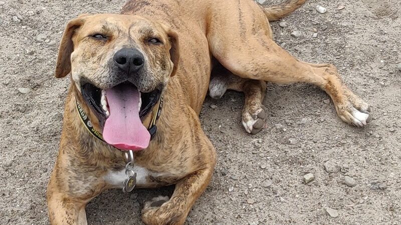 Main Street Dog Park - Alameda, CA
