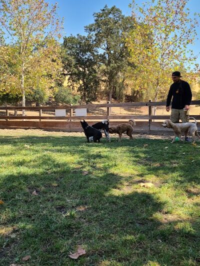 Hap Magee Ranch Dog Park - Alamo, CA