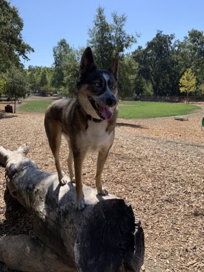 Hap Magee Ranch Dog Park - Alamo, CA