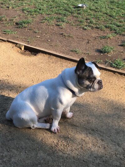 Hap Magee Ranch Dog Park - Alamo, CA