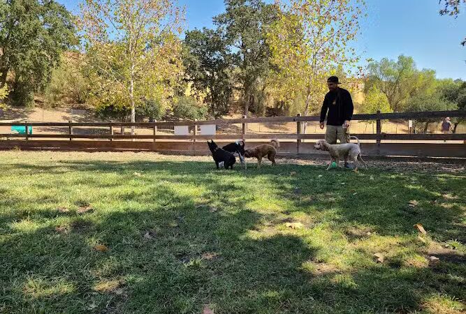 Hap Magee Ranch Dog Park - Alamo, CA