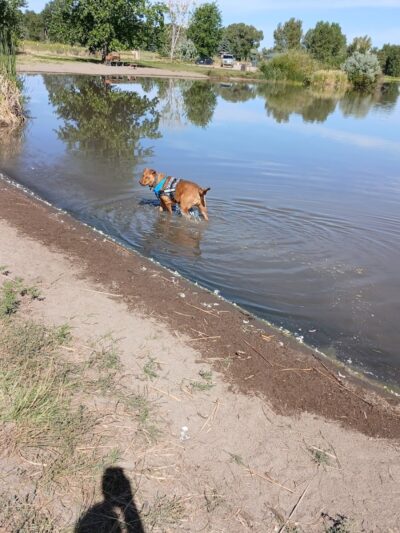 Blanca Vista Dog Park - Alamosa, CO