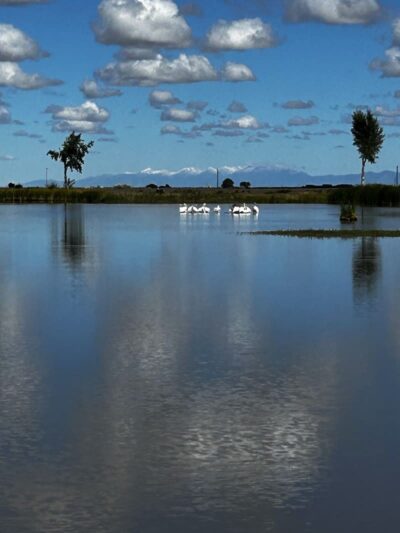 Blanca Vista Dog Park - Alamosa, CO