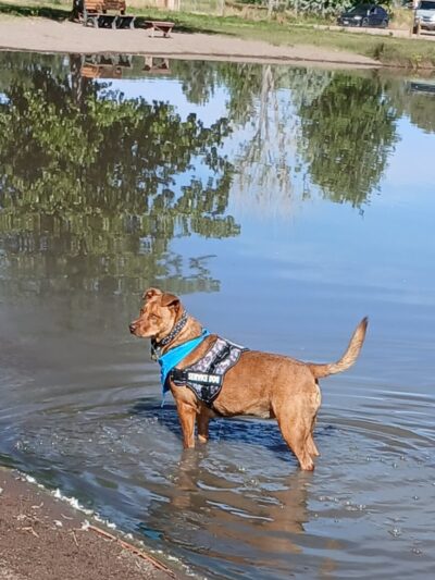 Blanca Vista Dog Park - Alamosa, CO