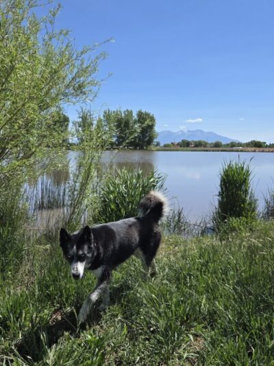 Blanca Vista Dog Park - Alamosa, CO